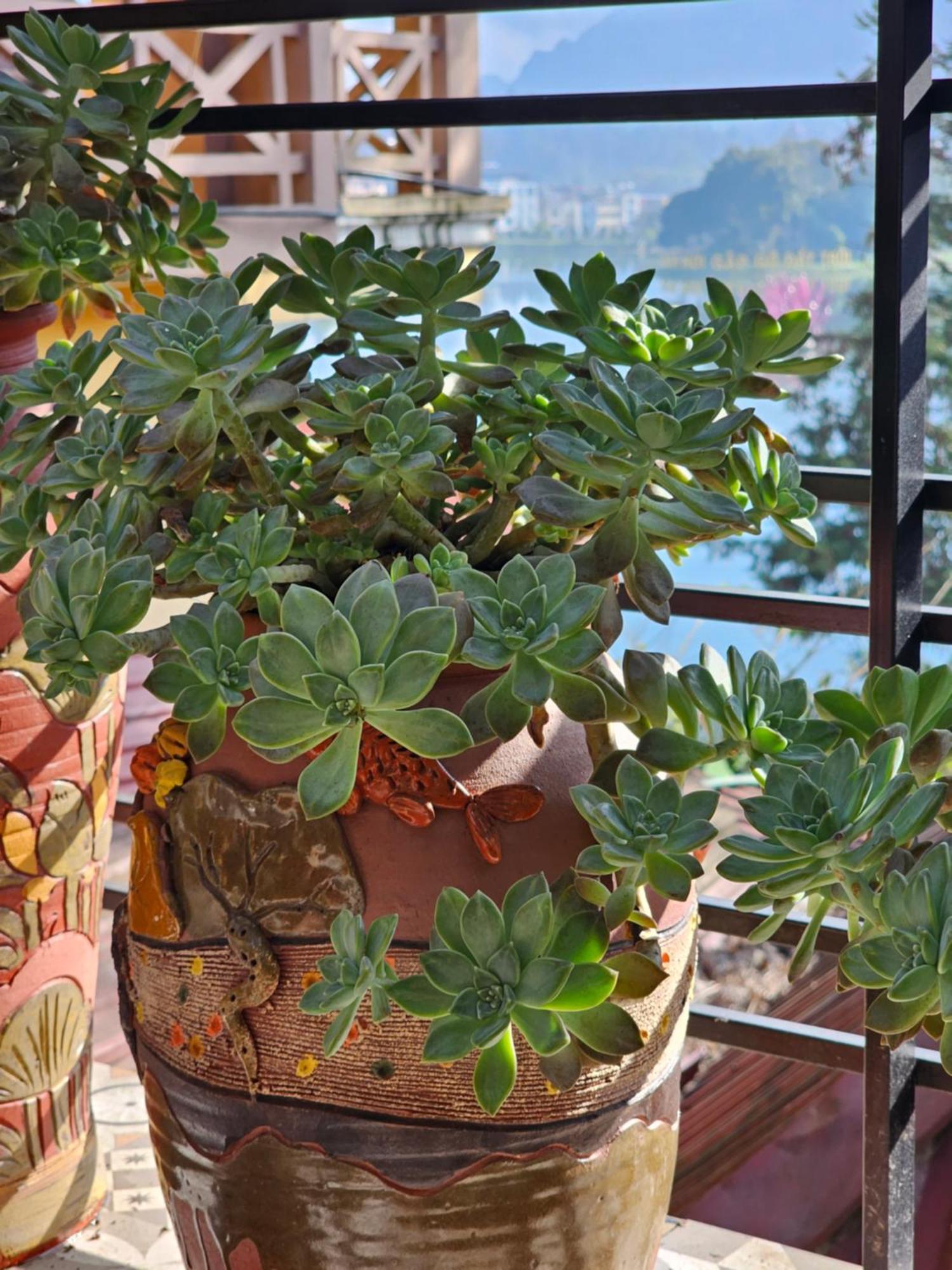 गेस्ट हाउस Dang Khoa Garden 3*