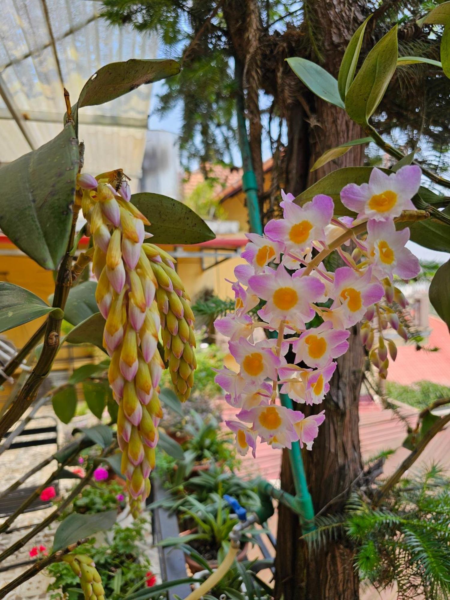 Dang Khoa Garden Sa Pa