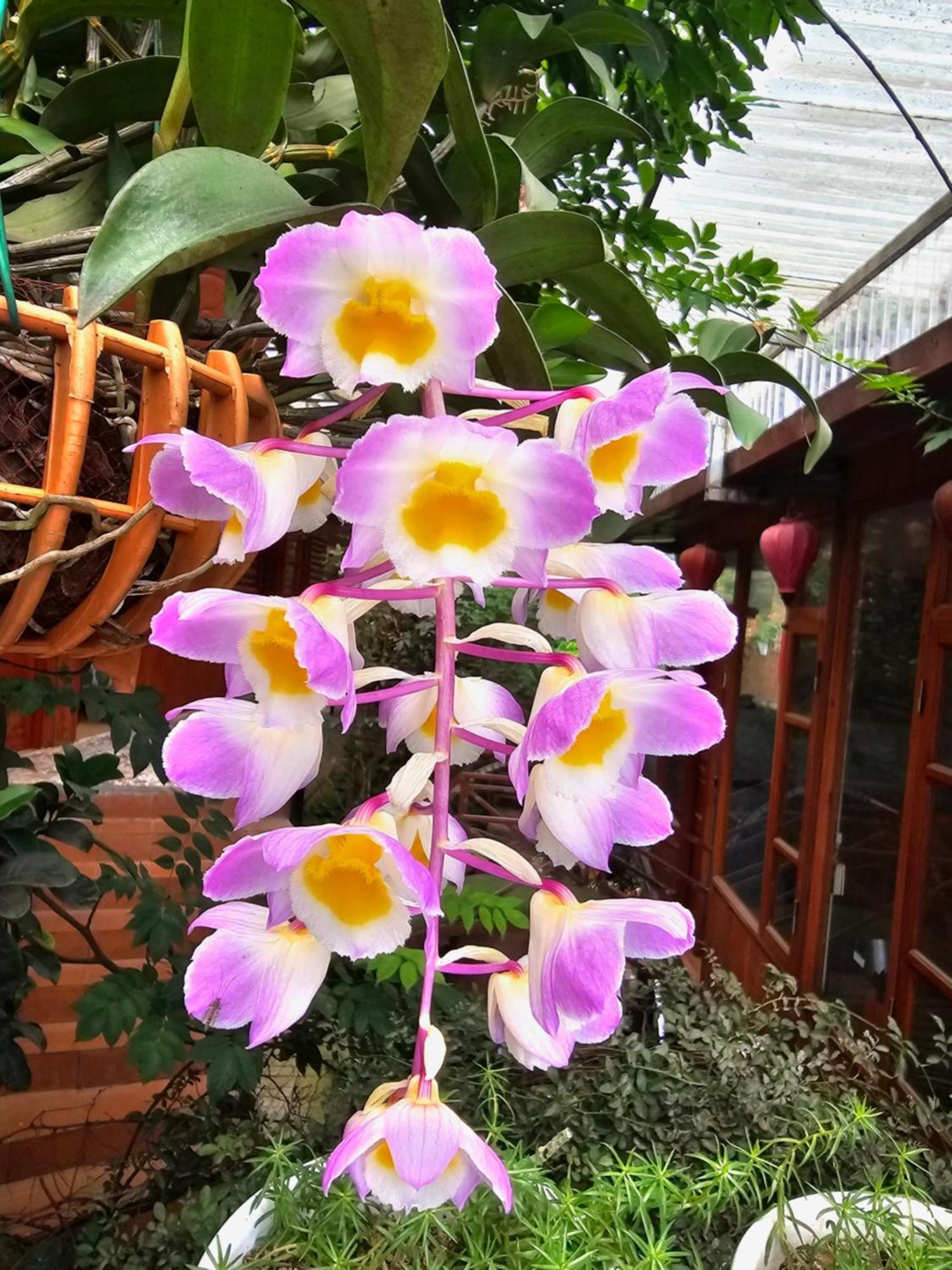Maison d'hôtes Dang Khoa Garden